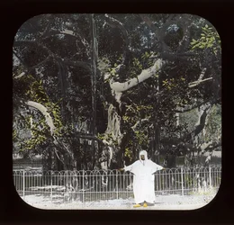 Egypten - Banyan Tree, Esbekiyeh Place, Kairo (lanternrutschbana)